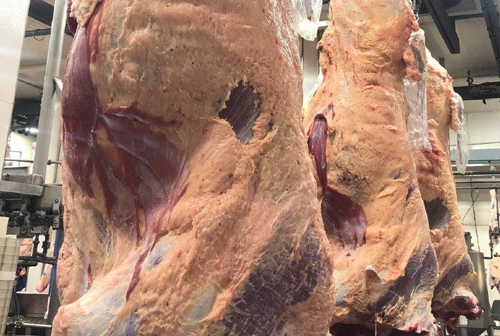 Datagro: Nível de abates de bovinos da Argentina renova máximas novamente em abril