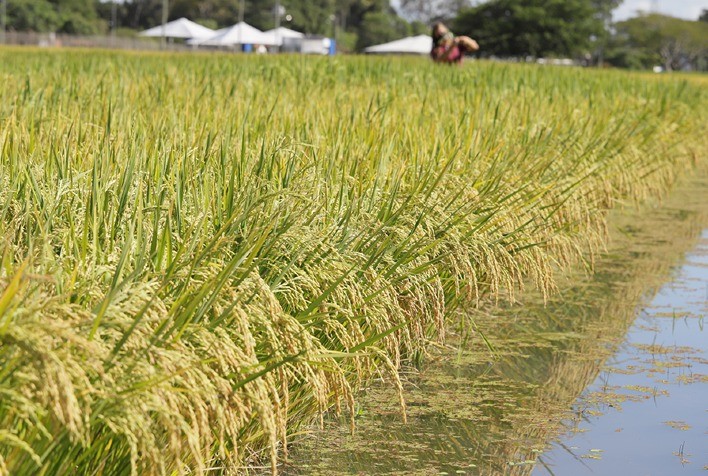 Preços do arroz seguem recuando, com dólar fraco e finalização da colheita