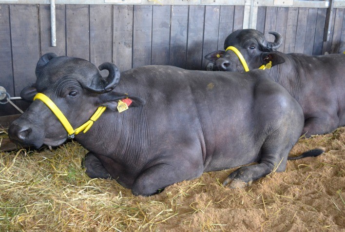 Fenasul Expoleite consolida parceria entre Ascribu e universidades gaúchas