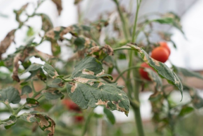 Tomaticultura: Programa de tratamento abrange principais pragas, doenças e bioestimula o desenvolvimento da cultura
