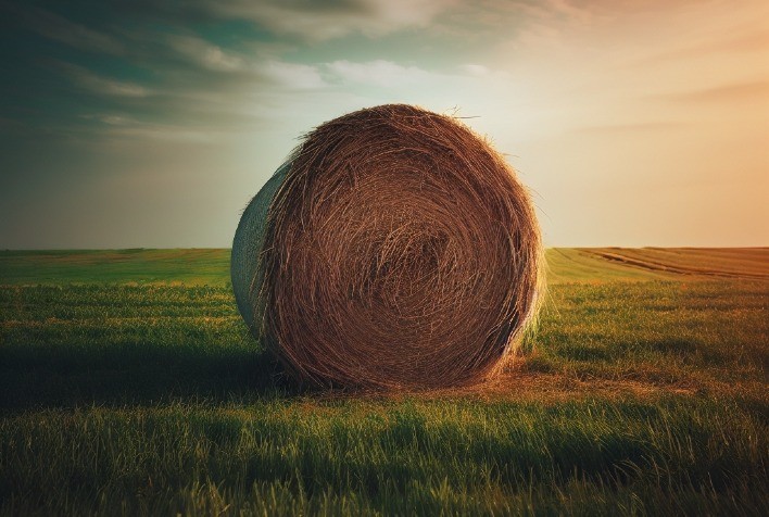 Conservação de forragem é fundamental no planejamento alimentar do rebanho