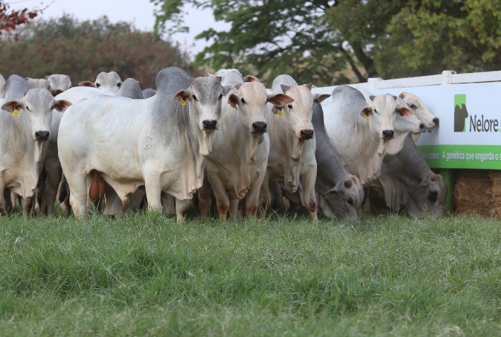 Seleção de touros: é preciso definir muito bem os critérios de escolha