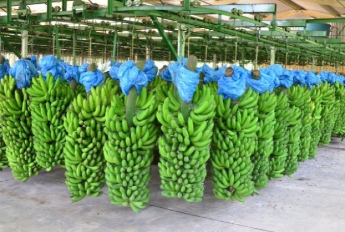 Produção de banana se recupera e volta ao patamar de 2019 em SC