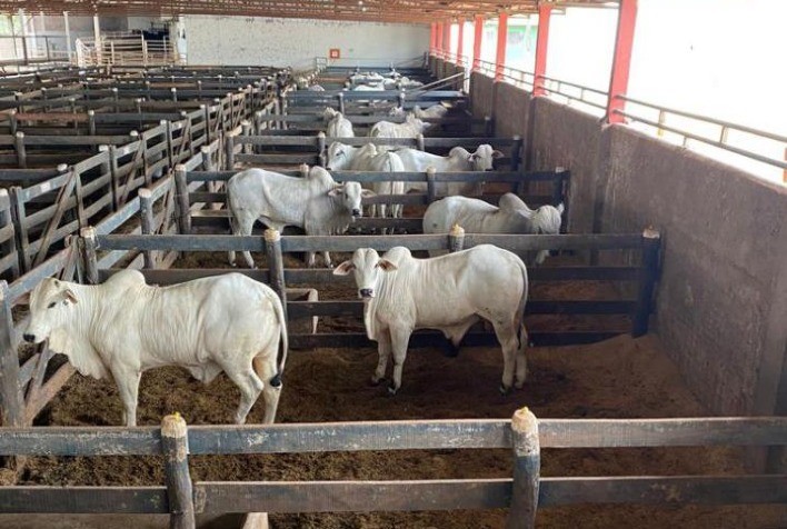 AGRO: Prova de ganho de peso mostra qualidade da nutrição Cocamar