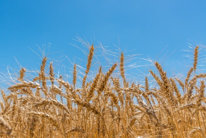 Área de trigo de primavera 2023 na Ucrânia atinge recorde de 285 mil ha, diz ministério