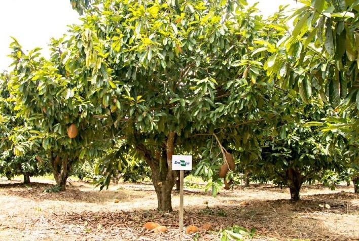 Da domesticação à sustentabilidade: Cinco décadas de pesquisa agropecuária na construção de tecnologias sustentáveis na Amazônia Paraense