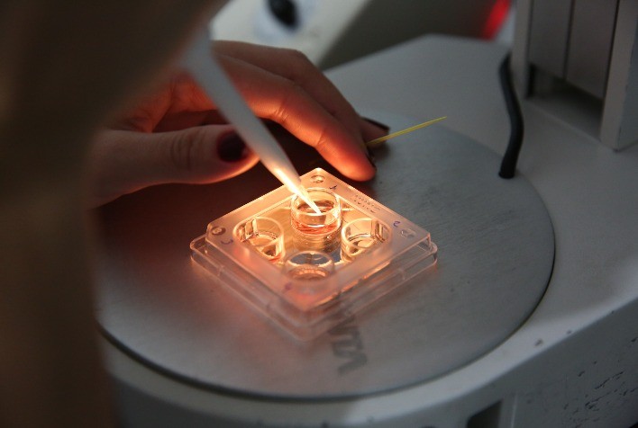 Embriões contribuem para avanço genético em propriedades brasileiras