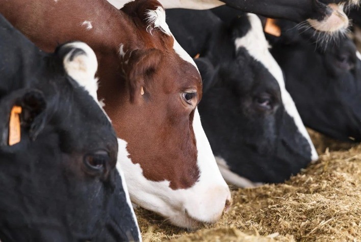 Correto manejo na secagem influencia bem-estar e performance das vacas leiteiras