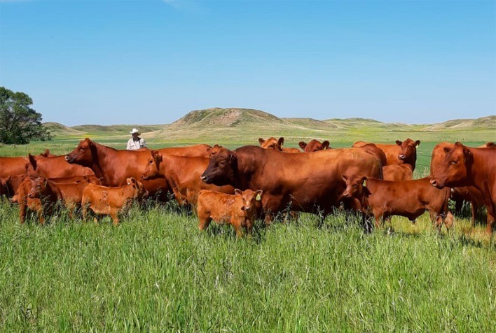 Produção de carne bovina dos EUA vai diminuir