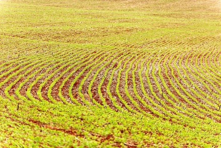 Cultivares de soja da Embrapa serão apresentadas na Rondônia Rural Show