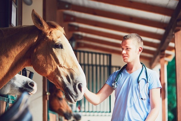 Adenite Equina preocupa os criadores e afeta o bem-estar dos animais