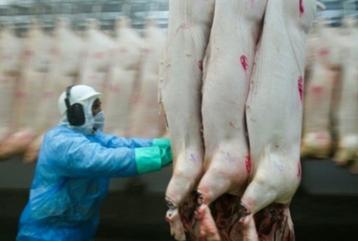 Coreia do Sul retoma importações de carne suína alemã após suspensão da peste suína