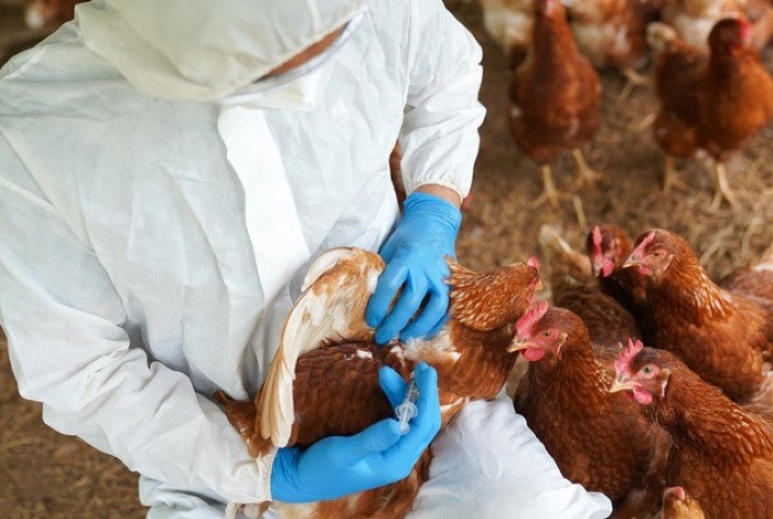 GRIPE AVIÁRIA: Estado de emergência decretado pelo governo é um sério alerta, mas não afeta a produção neste momento