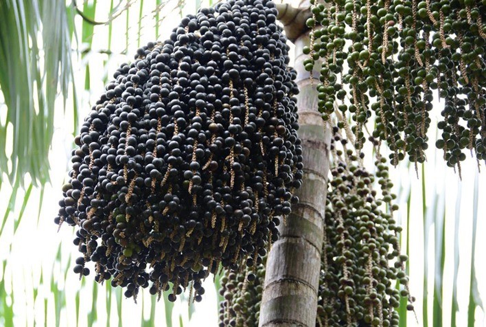SC tem potencial de cultivo de Açaí