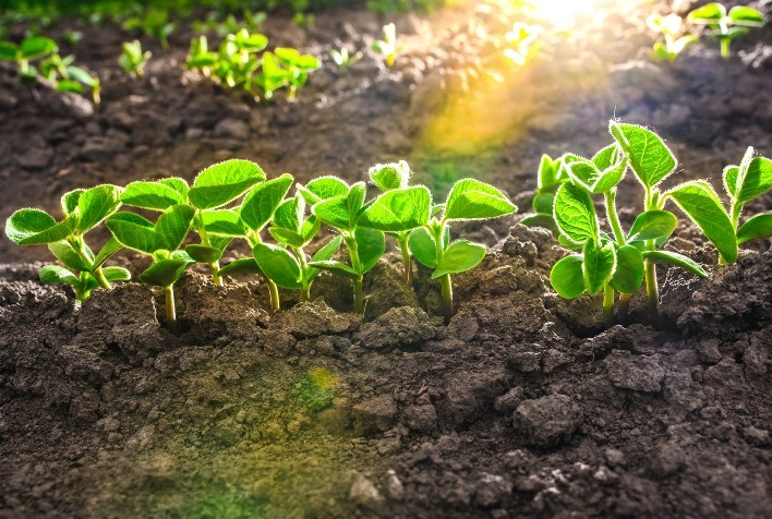 Tecnologia microbiológica eleva produtividade da soja em até 2,8 sacas por hectare
