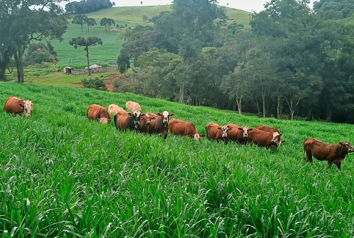 Capim Dunamis: alternativa para o combate da fome na África