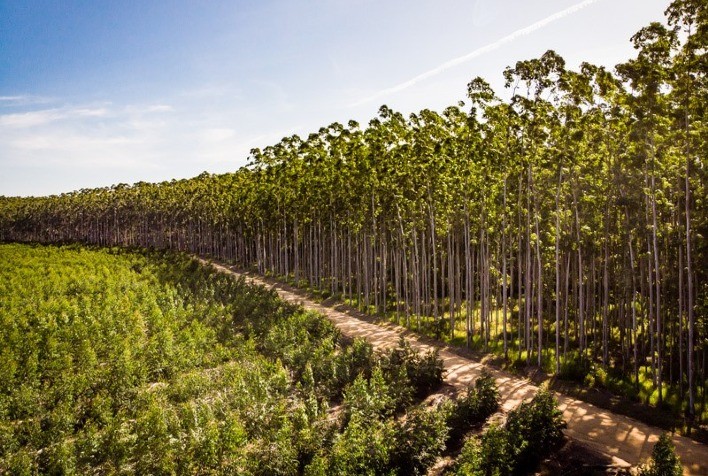 CMPC renova compromisso com certificações internacionais de Manejo Florestal e Cadeia de Custódia