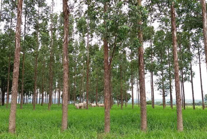 Desafios contemporâneos moldam a atuação da Embrapa Agrossilvipastoril