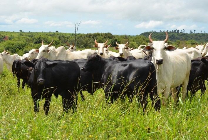 Trabalhar profissionalmente durante os ciclos pecuários é sinônimo de maior lucro na fazenda