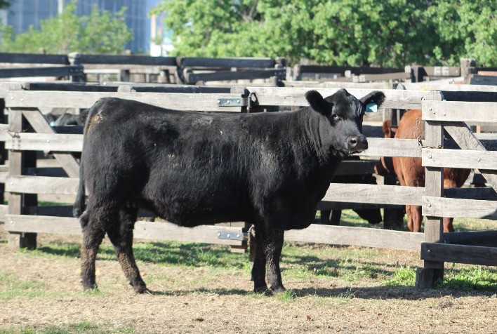 Rincon del Sarandy leva grandes campeonatos nas fêmeas em Uruguaiana (RS)