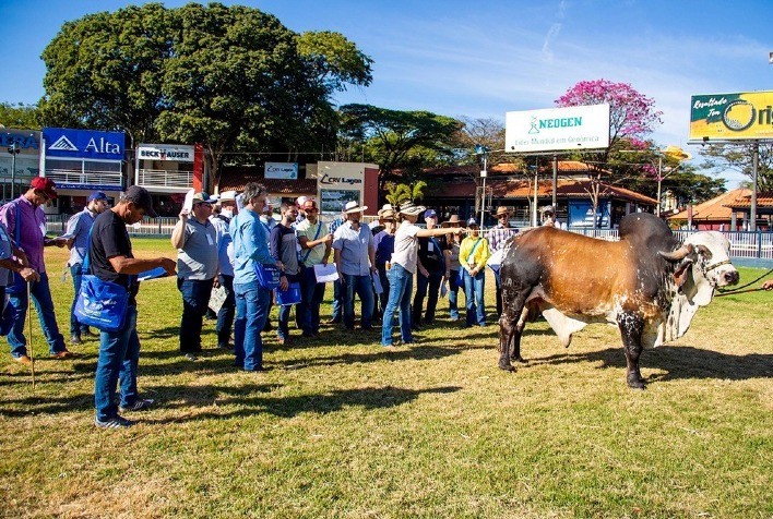 ABCZ abre inscrições para ’75º Curso de Exterior e Julgamentos de Zebuínos’
