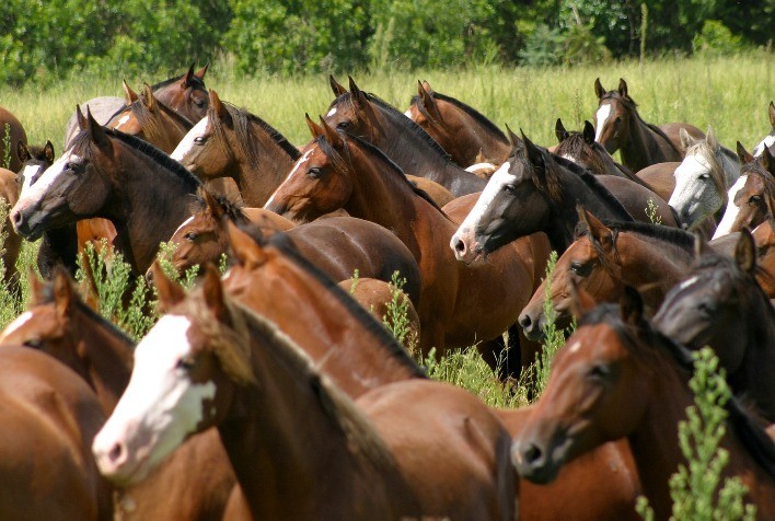 Aumenta interesse de criadores uruguaios e argentinos pelo Cavalo Crioulo brasileiro