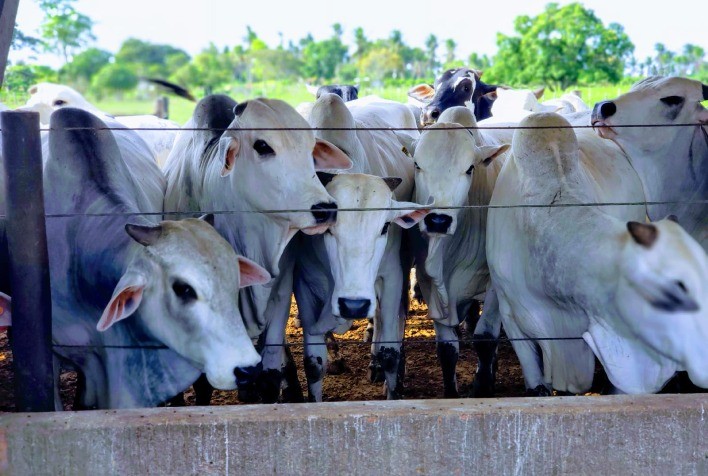 Planejamento na pecuária é essencial para reduzir custos com a nutrição bovina