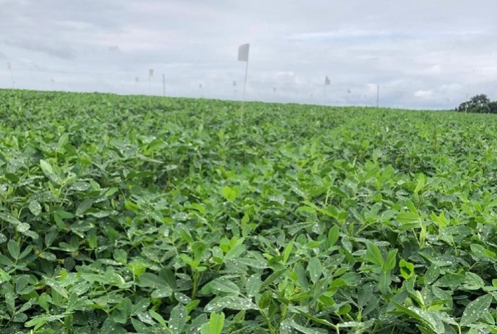 Fungicida para tratamento de sementes de amendoim chega ao mercado nos próximos dias