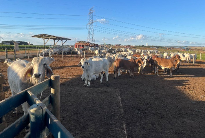 3ª Prova de Brahman começa e inova na avaliação de fertilidade