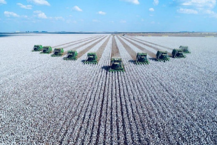 Produção de algodão do Brasil deve totalizar 13,5 mi de fardos em 2023/24 – USDA