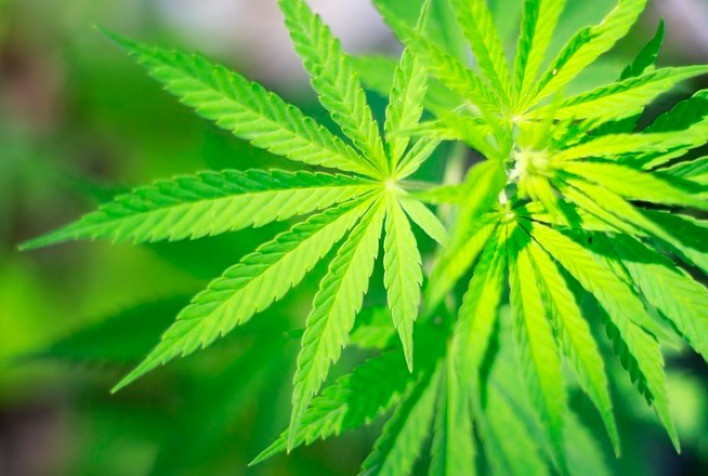 Cânhamo desenvolve resistência à herbicidas