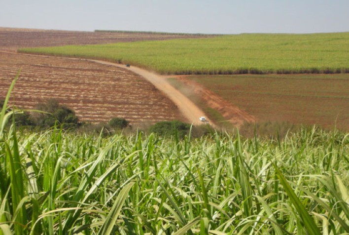 Safra de cana começa com produtividade maior