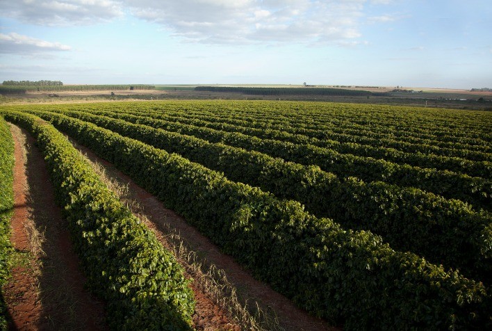 Região do Cerrado Mineiro sedia abertura da safra mineira de café