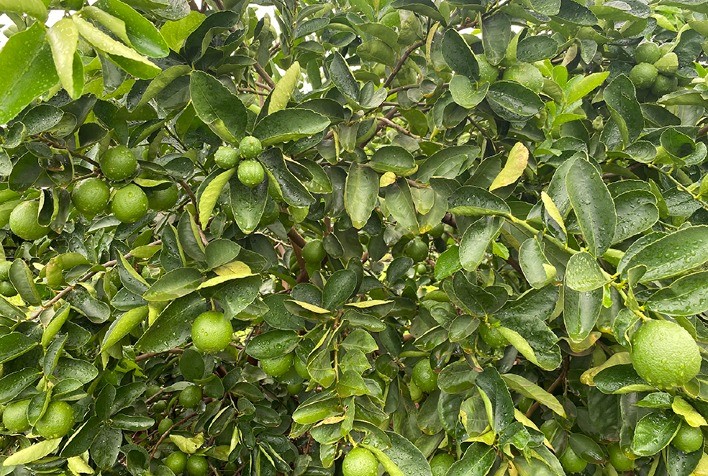 Pesquisa desenvolve limão Tahiti com produtividade superior