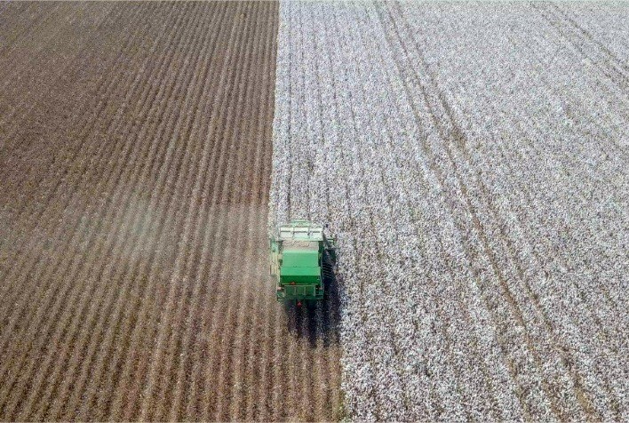 Colheita do algodão no Oeste da Bahia deve acelerar nas próximas semanas