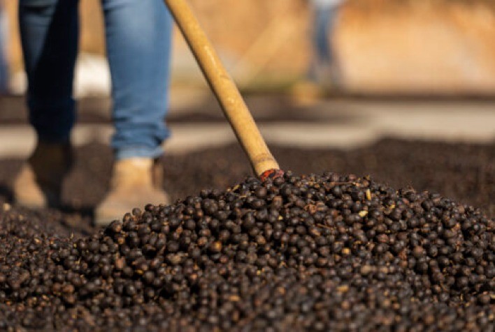 Cooxupé lança “Gerações” para comunidade cafeeira mundial