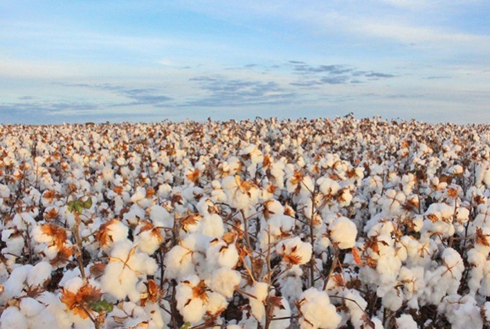Algodão: Cotações da pluma se recuperam em maio