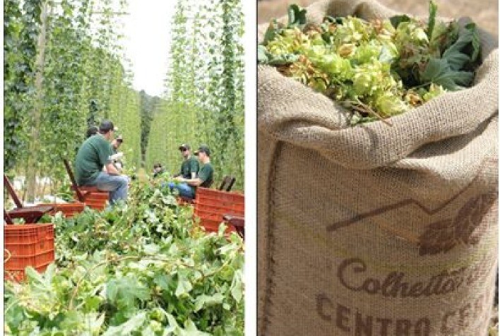 Grupo Petrópolis é a cervejaria mais premiada na segunda edição da Copa Brasileira de Lúpulos