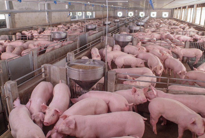 Mercado do suíno vivo não apresentou condições favoráveis aos suinocultores no decorrer de maio