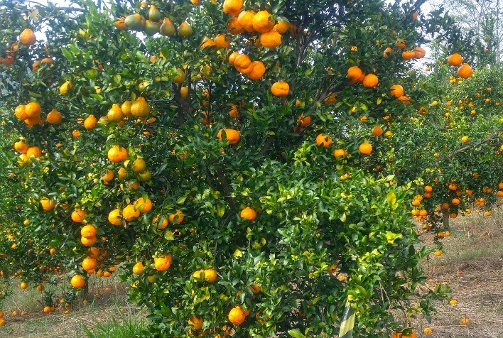 Circuito Frutificaminas discute controle do greening e uso de biofertilizante nas lavouras