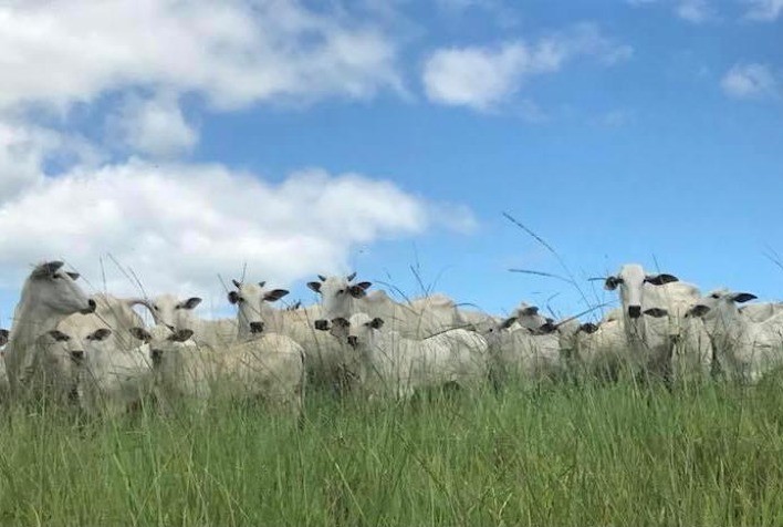 Datagro: Preços do bezerro na Austrália atingem menor patamar em mais de 3 anos e acumulam queda de mais de 45% nos últimos 12 meses