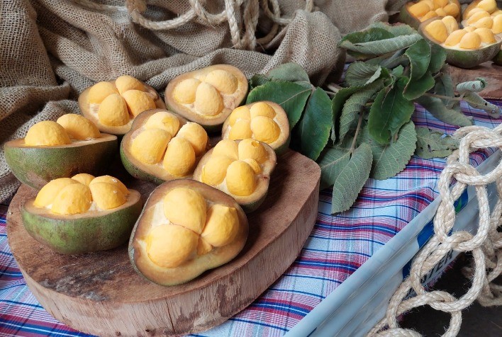 Governo de Goiás expõe pequi sem espinhos em festival gastronômico focado no fruto do Cerrado
