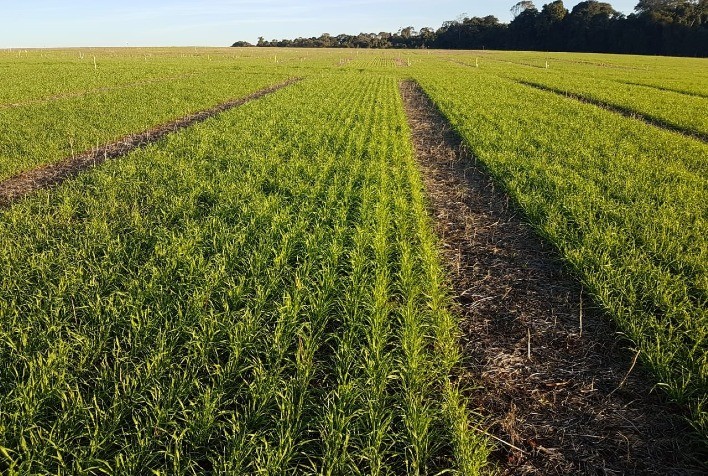 Plantio do trigo inicia e preços caem quase 12% no Brasil em maio