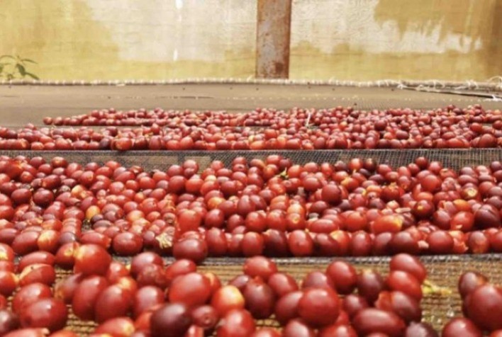Cafeicultores do Planalto da Conquista iniciam projeto para alcançar Indicação Geográfica