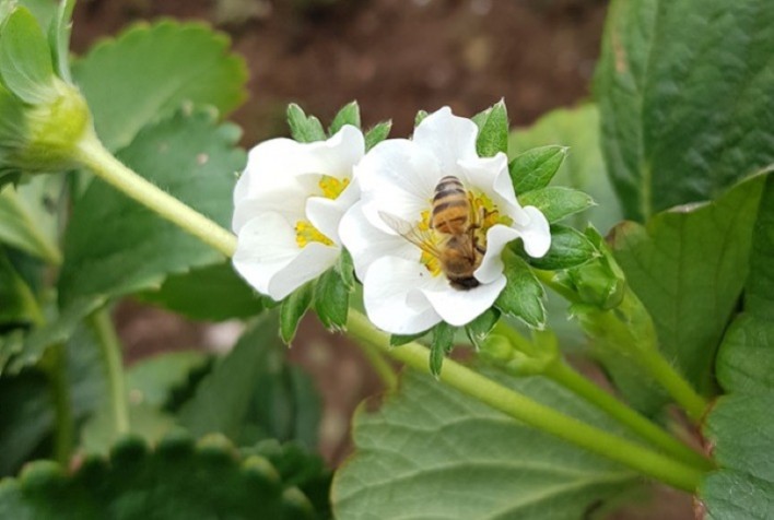 Plantas que os polinizadores gostam