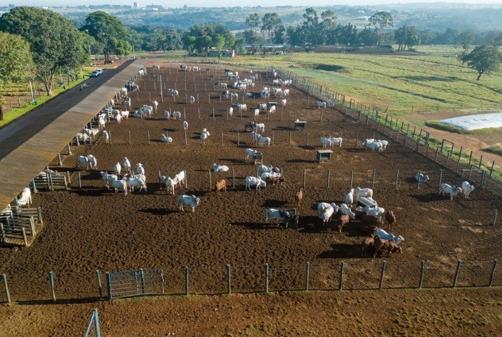 ExpoGenética 2023: ABCZ divulga lista de criatórios com animais inscritos no PNAT