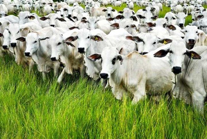 Capacitação ajuda os criadores a evitar o apagão no campo