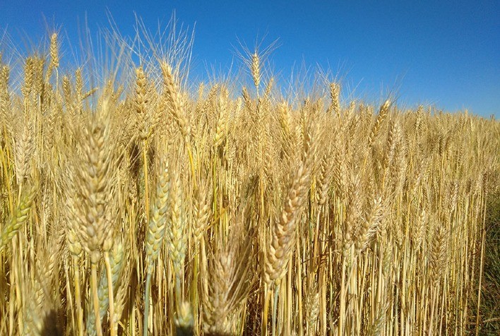 Pesquisa mostra que cultura do trigo absorve mais CO2 do que emite