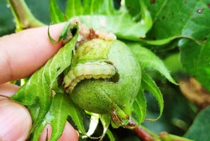 Fundação MT avalia danos e populações de lagartas em biotecnologias do algodoeiro