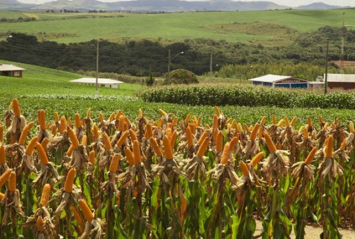 Governo de SC inicia distribuição de sementes de milho do Programa Terra Boa